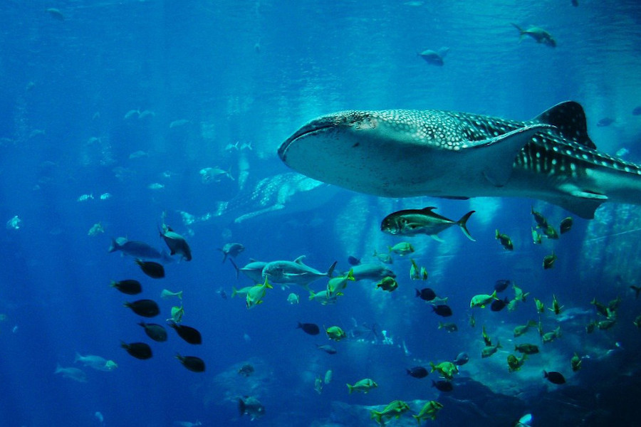 Acuario del Bajío