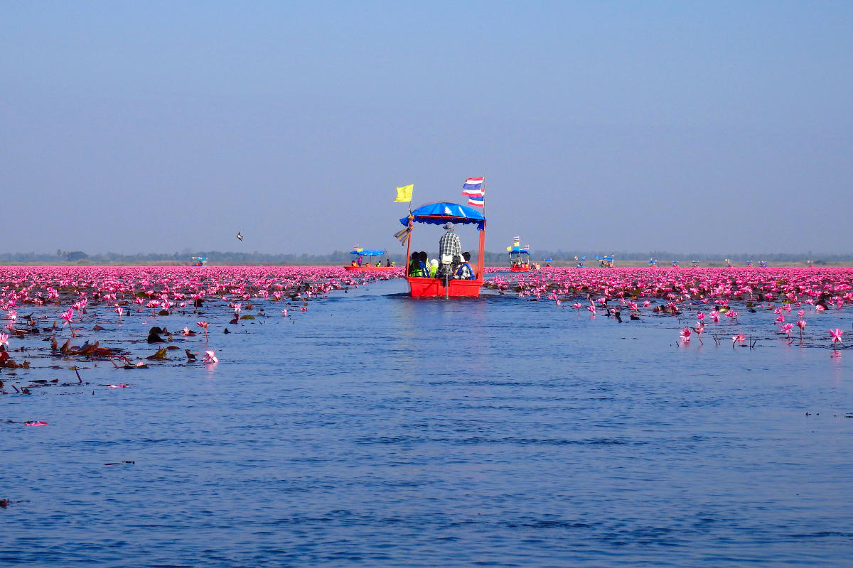 Red Lotus Lake